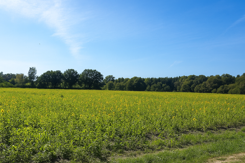 Tangstedt Häuser, Tangstedt Haus kaufen