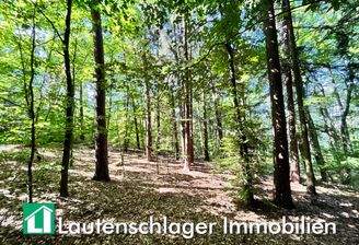 Mischwald Am Steinbruch