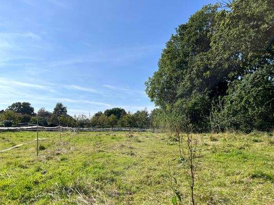 Weiden/Außenbereich