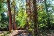 Garten mit altem Baumbestand