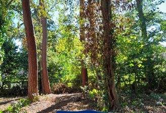 Garten mit altem Baumbestand