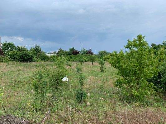 Erweiterungsfläche (ca. 7.500 qm)