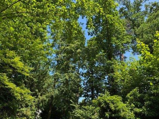 Vogelgezwitscher zum Frühstück