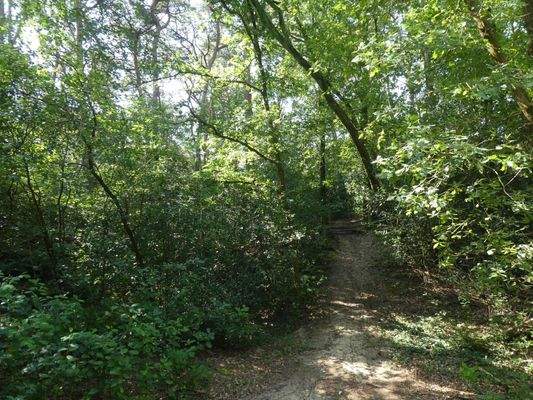 Position 4 Waldfläche