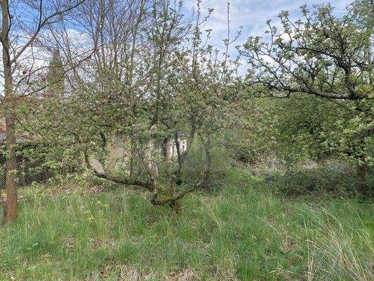 009_P-13693 _Wochenendgrundstueck_Schmiedeberg_Due