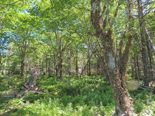 Cape Breton - Big Pond - East Bay Hills - Großzügi