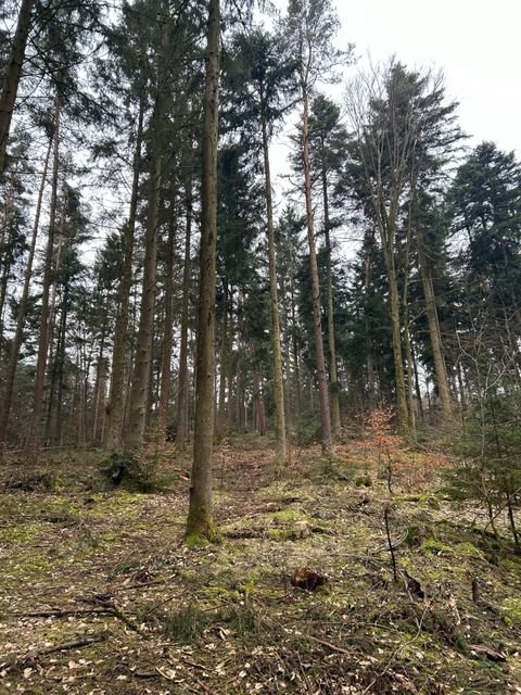 Falkenfels Bauernhöfe, Landwirtschaft, Falkenfels Forstwirtschaft