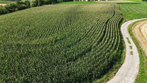 Diesendorf Bauernhöfe, Landwirtschaft, Diesendorf Forstwirtschaft