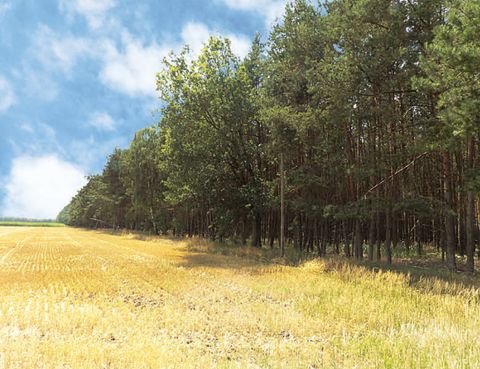 Schwanheide Grundstücke, Schwanheide Grundstück kaufen