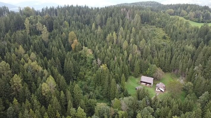 Hofstelle mit Waldparzellen im Hintergrund