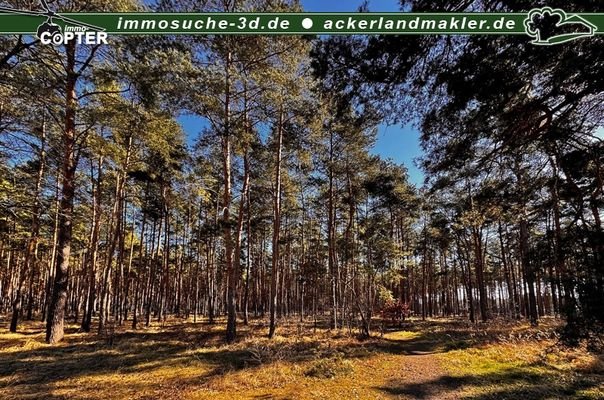 Waldbestand 1