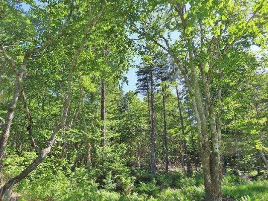 Cape Breton - Big Pond - East Bay Hills - Großzügi