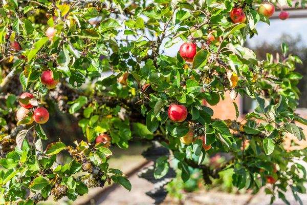 Apfelbaum im Garten.jpg