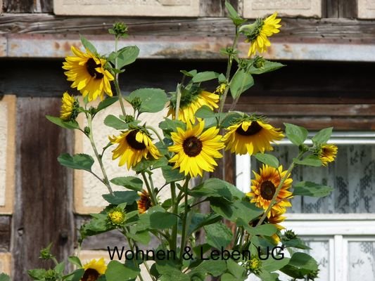 Fachwerk mit Sonnenblumen - beschriftet.jpg