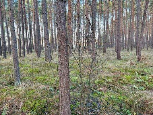 Wald 8, 769        .jpeg