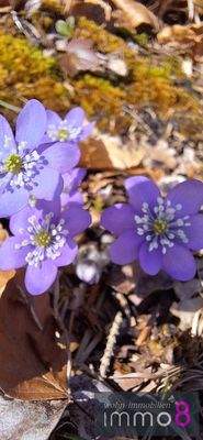 Frühlingsboten im eigenem Garten 
