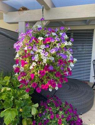 auch hier Blütenpracht