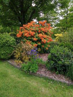 Blumenpracht im Sommer