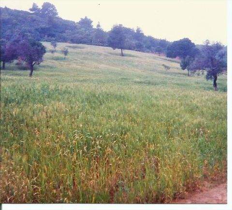 Pilion Bauernhöfe, Landwirtschaft, Pilion Forstwirtschaft