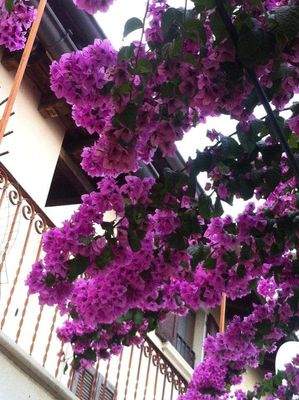 Bougainvillea