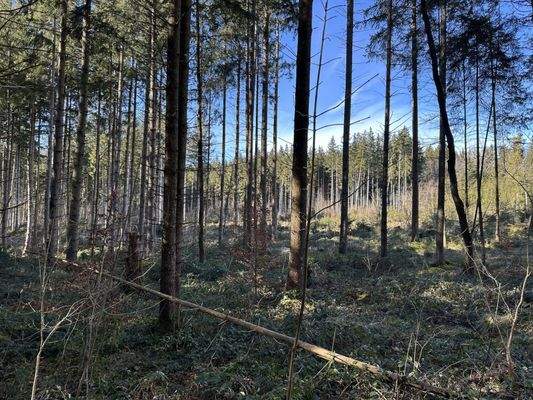 Bestand SO (Ansicht 2)