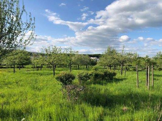 Ausblick vom Balkon im Sommer