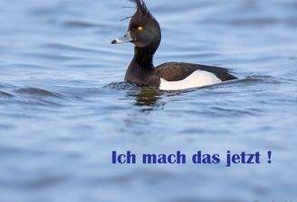 Ich mach das jetzt