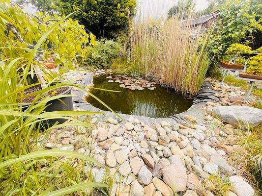 Blick in Richtung - Teich