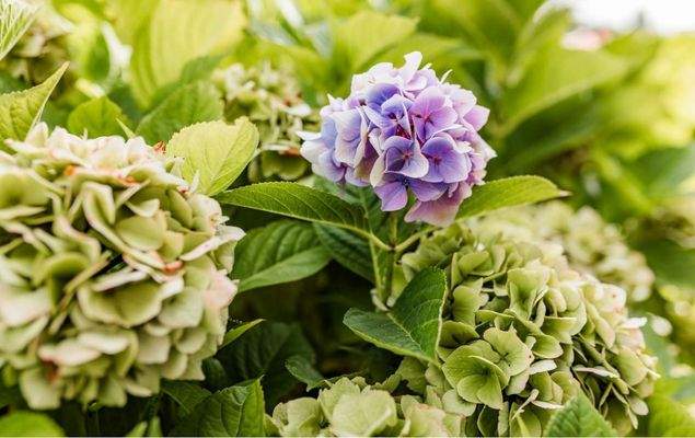 Beispiel Bepflanzung