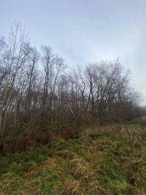 naturnaher Bereich.jpg