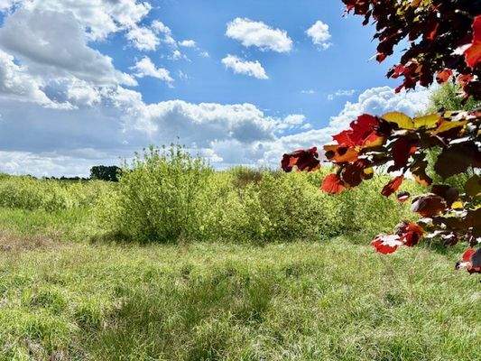 Blick auf die Wiese