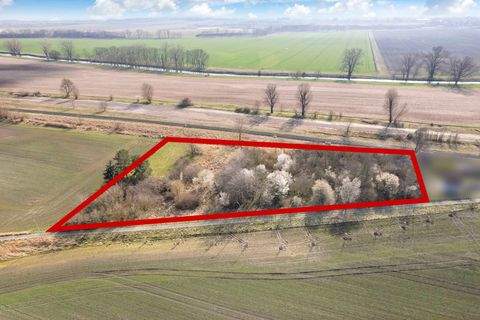 Klein Oschersleben Bauernhöfe, Landwirtschaft, Klein Oschersleben Forstwirtschaft