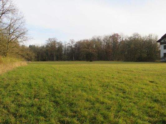 ebene Wiese um das Haus 