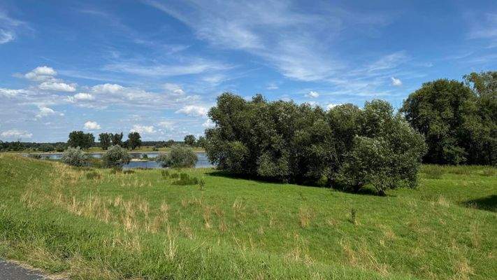 Blick vom Deich Richtung Elbe