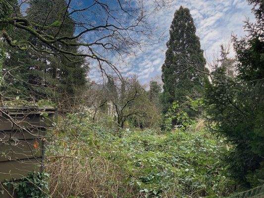 Verwildertes Grundstück