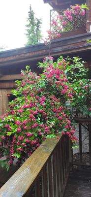 Blütenpracht am Tinyhouse