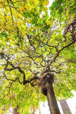 Uriger Baum - der Blickfang im Garten