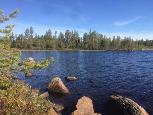 Seeufer mit Blick auf Wald.JPG
