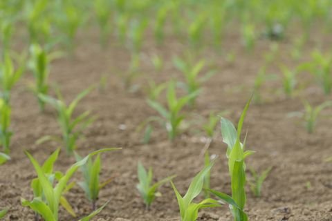 Komitat Baranya Bauernhöfe, Landwirtschaft, Komitat Baranya Forstwirtschaft