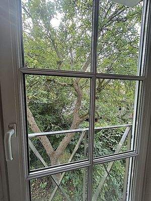 Äpfel pflücken vom Schlafzimmer möglich