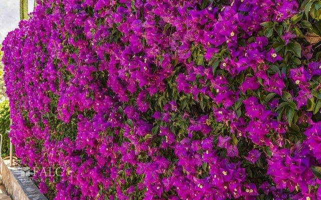 villa-santa-ponsa-30