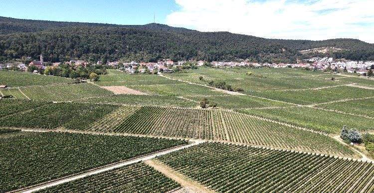 Blick Haardt-Weinbietturm