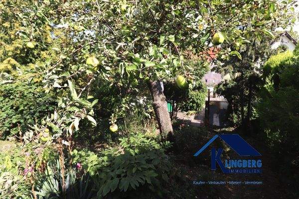 Obstbäume im Garten