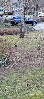 Kaninchen hinterm Haus