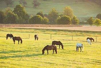 Bitburg Bauernhöfe, Landwirtschaft, Bitburg Forstwirtschaft