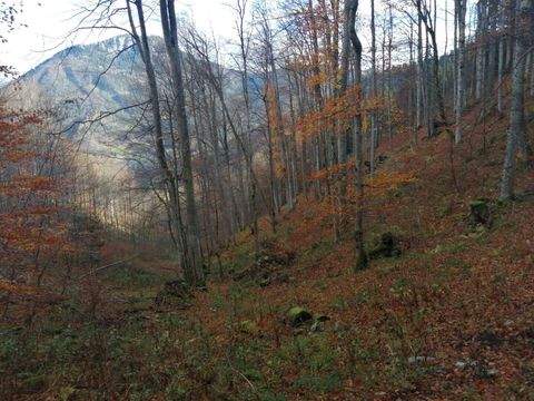 Nestelberg-Lackenhof Bauernhöfe, Landwirtschaft, Nestelberg-Lackenhof Forstwirtschaft
