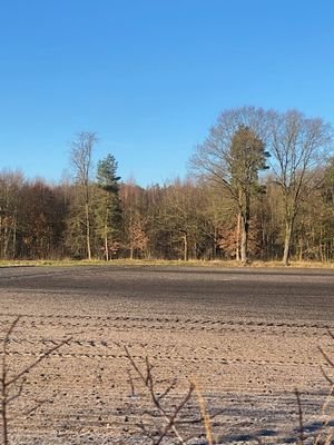 Wald  vom &#39;Weg.jpg