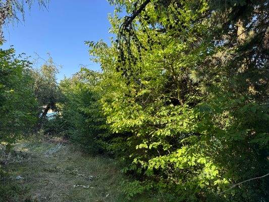 Aufwuchs im Garten 2