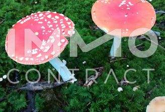 IMG-20250716-WA0028