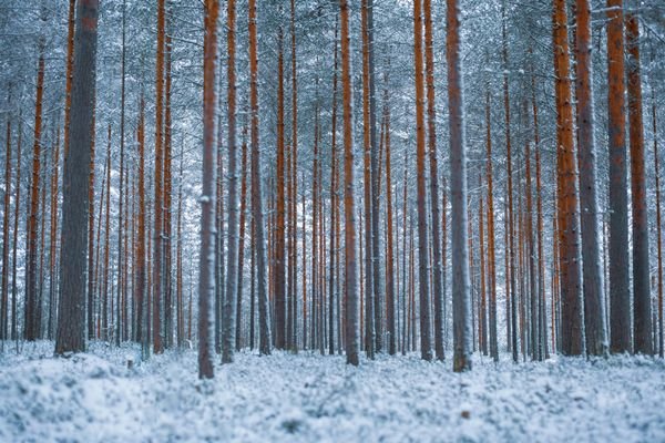 Wald Briesen Winter